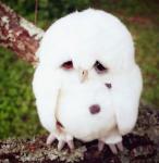 Фотография COBA