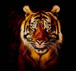 Фотография amelik